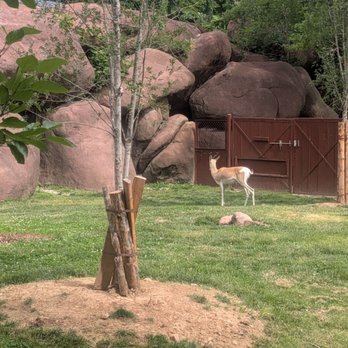 Saint Louis Zoo - Zoos Near Me - St Louis, Missouri Saint Louis Zoo - Zoos Near Me - St Louis, Missouri