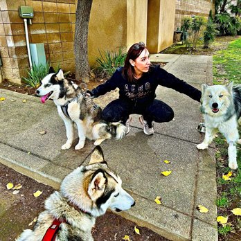 Central California SPCA - Husky boy, Balto, doing a meet and greet with our pups. He is sooo sweet! - Animal Shelters Near Me - Fresno, California Central California SPCA - Husky boy, Balto, doing a meet and greet with our pups. He is sooo sweet! - Animal Shelters Near Me - Fresno, California