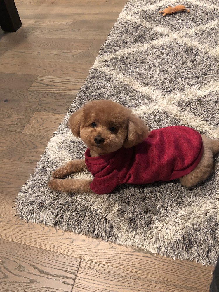 BARK A SALON FOR DOGS Updated August 2024 2802 Central Ave