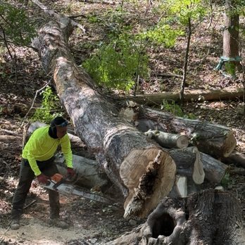 Alpha Tree Services - Tree Services Near Me