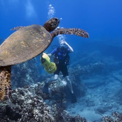 Maui Scuba Mike - Again turtles!!