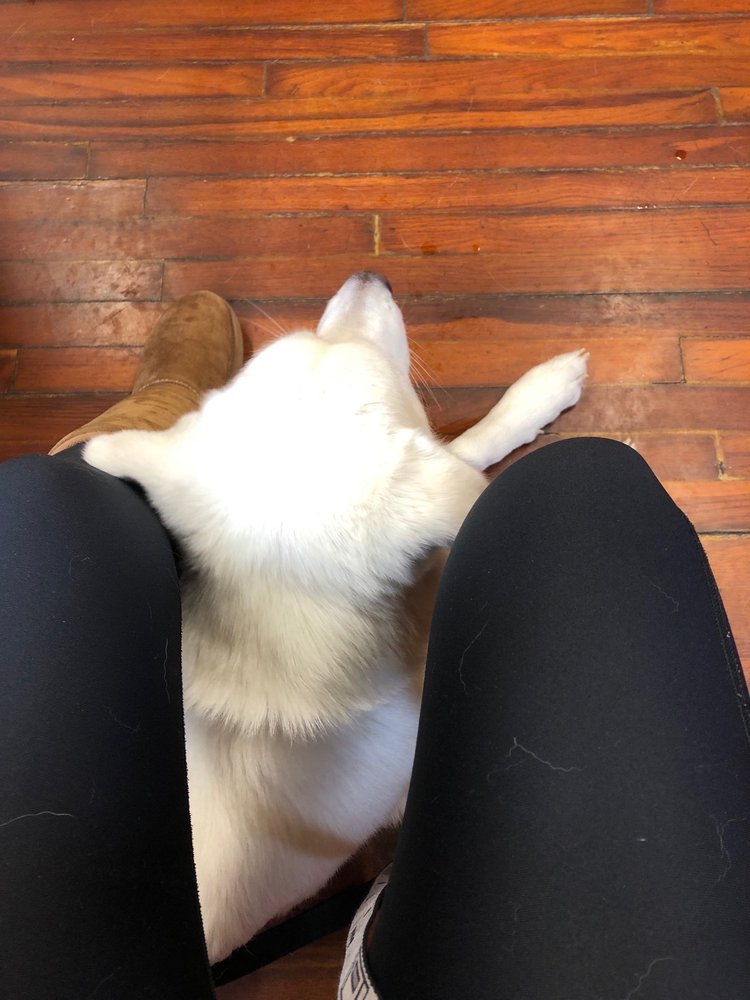 DENHAM SPRINGS ANIMAL HOSPITAL Updated September 2024 11 Reviews