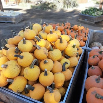 Bishop's Pumpkin Farm - Christmas Trees Near Me - Wheatland, California Bishop's Pumpkin Farm - Christmas Trees Near Me - Wheatland, California