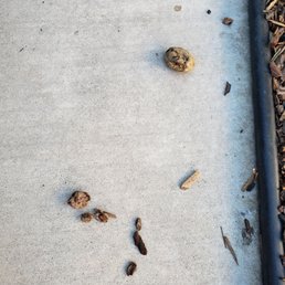 Dog feces everywhere Dog feces everywhere