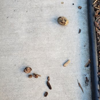 Canyon Ridge - Dog feces everywhere - Apartments Near Me - Santa Clarita, California Canyon Ridge - Dog feces everywhere - Apartments Near Me - Santa Clarita, California