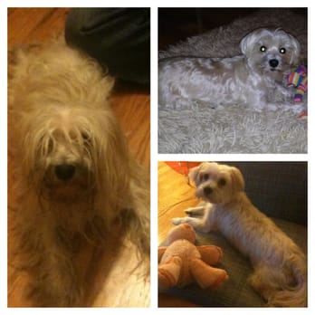Doggie Styles Pet Grooming - My Lali - before and after. She was a rescue. Thanks Mike!! - Pet Groomers Near Me - Brooklyn, New York