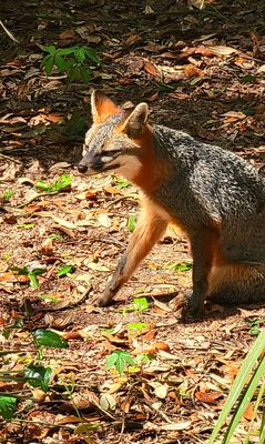 Tallahassee Museum by null