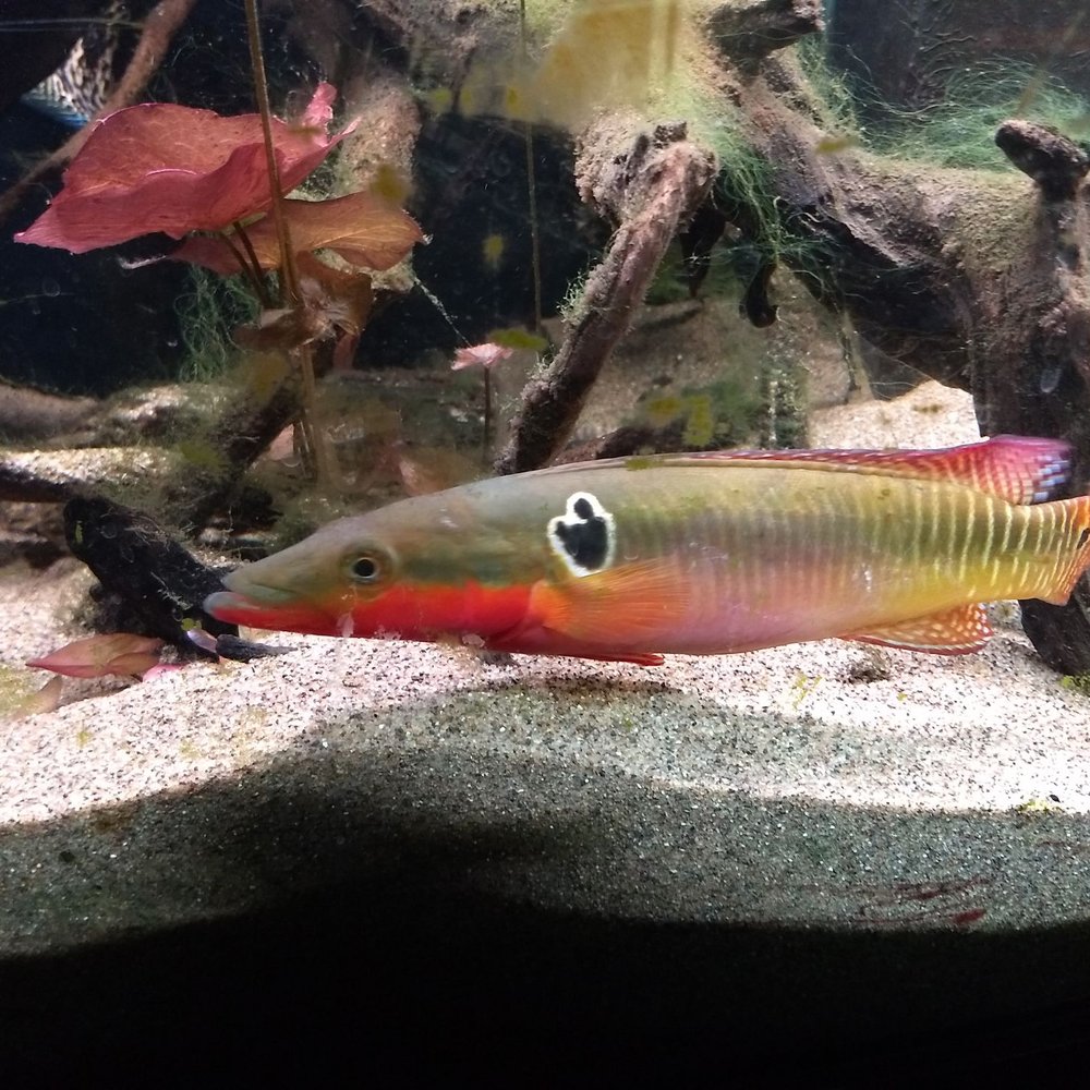 Interesting fish Interesting fish