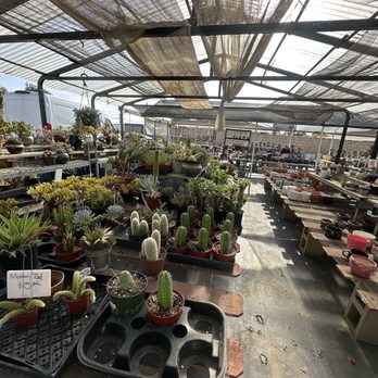 Shuna’s Succulent House - Nurseries & Gardening Near Me - Chino, California