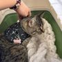 Daya Urgent Veterinary Services