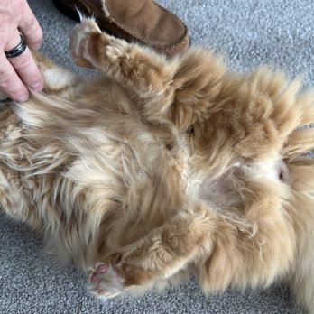 Rocky Top Veterinary Hospital - Not shaved but paid for it to get done. - Veterinarians Near Me - Afton, Tennessee Rocky Top Veterinary Hospital - Not shaved but paid for it to get done. - Veterinarians Near Me - Afton, Tennessee