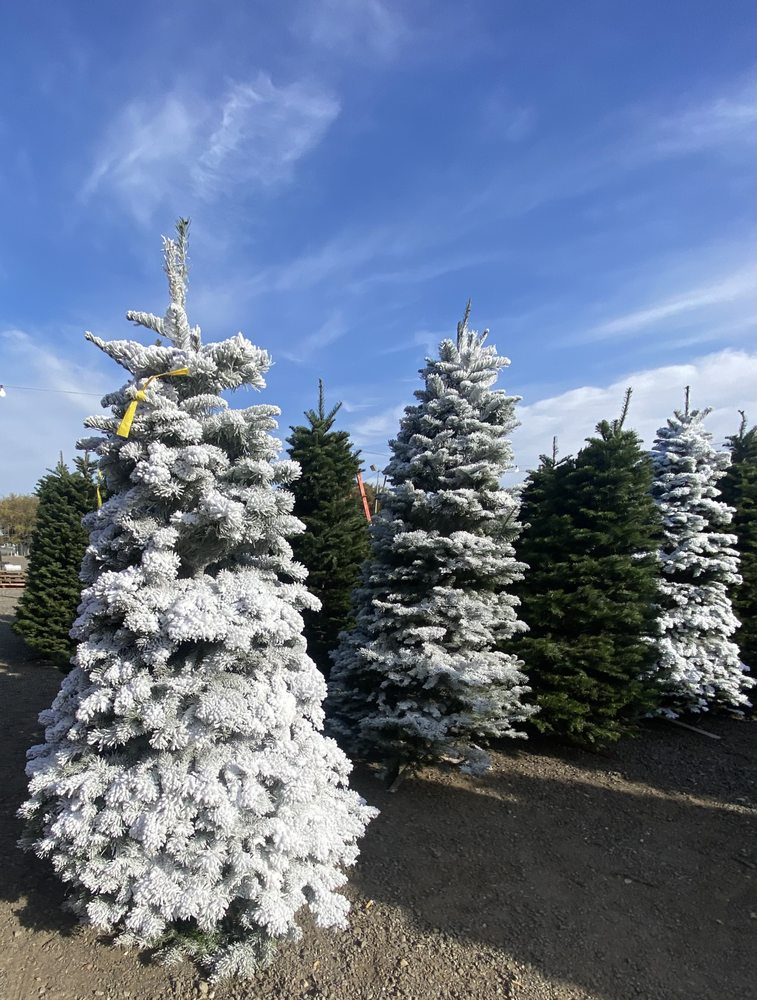 RUDOLPH’S CHRISTMAS TREE LAND 1250 E Gum Ave, Woodland, California