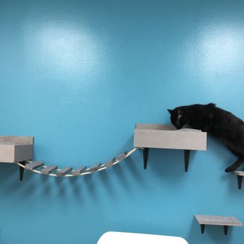 Cat Care Clinic - Veterinarians Near Me - Bellevue, Washington Cat Care Clinic - Veterinarians Near Me - Bellevue, Washington