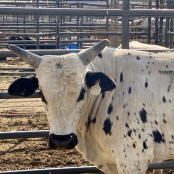American Bucking Bull - Check out those horns! - Races & Competitions Near Me - Las Vegas, Nevada American Bucking Bull - Check out those horns! - Races & Competitions Near Me - Las Vegas, Nevada