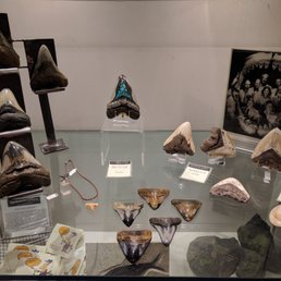 Megalodon teeth