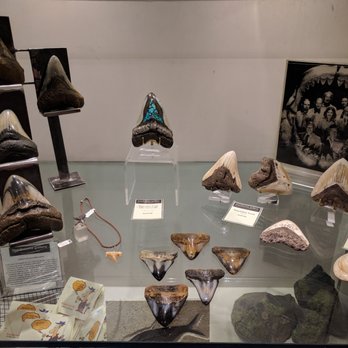 Touchstone Gallery - Megalodon teeth - Art Galleries Near Me - Santa Fe, New Mexico