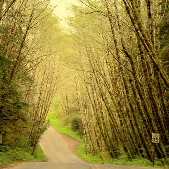 Hoh Rainforest - On the way to Hoh! - Hiking Near Me - Forks, Washington