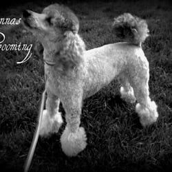 Donnas Dog Grooming - Cage Free ~ Stress Free