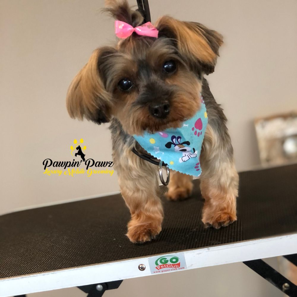 PAWPIN’ PAWZ LUXURY MOBILE GROOMING Updated October 2024 17 Photos Cincinnati, Ohio Pet