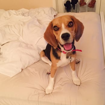 The Driven Dog - Chase the beagle - Pet Training Near Me The Driven Dog - Chase the beagle - Pet Training Near Me