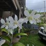 Olomana Orchids