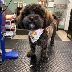 Blue Dog Daycare - Grooming