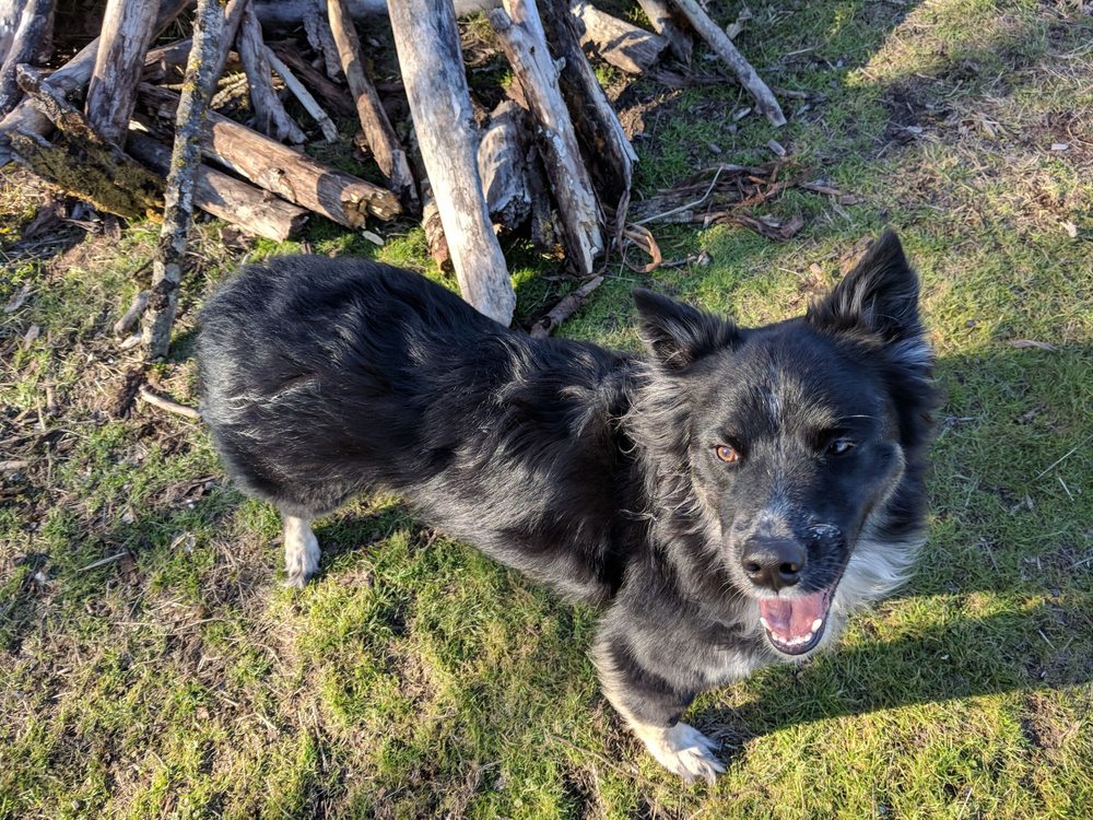 1000 Acre Dog Park 152 Photos & 120 Reviews Dog Parks Exit 18