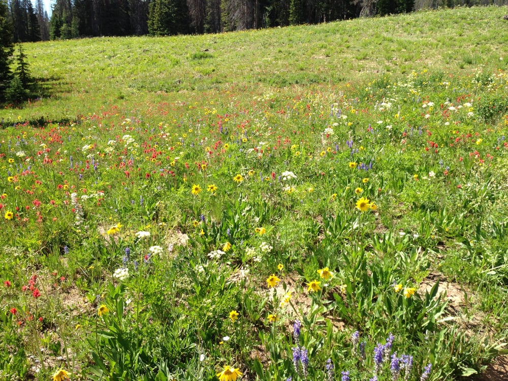 MASSAGE THERAPY BY DIANE Updated July 2024 810 Lincoln Ave