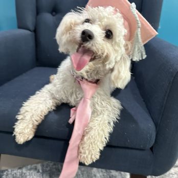 Love Me Always Dog Training - Graduation from 4 week Board and Train program. - Pet Training Near Me