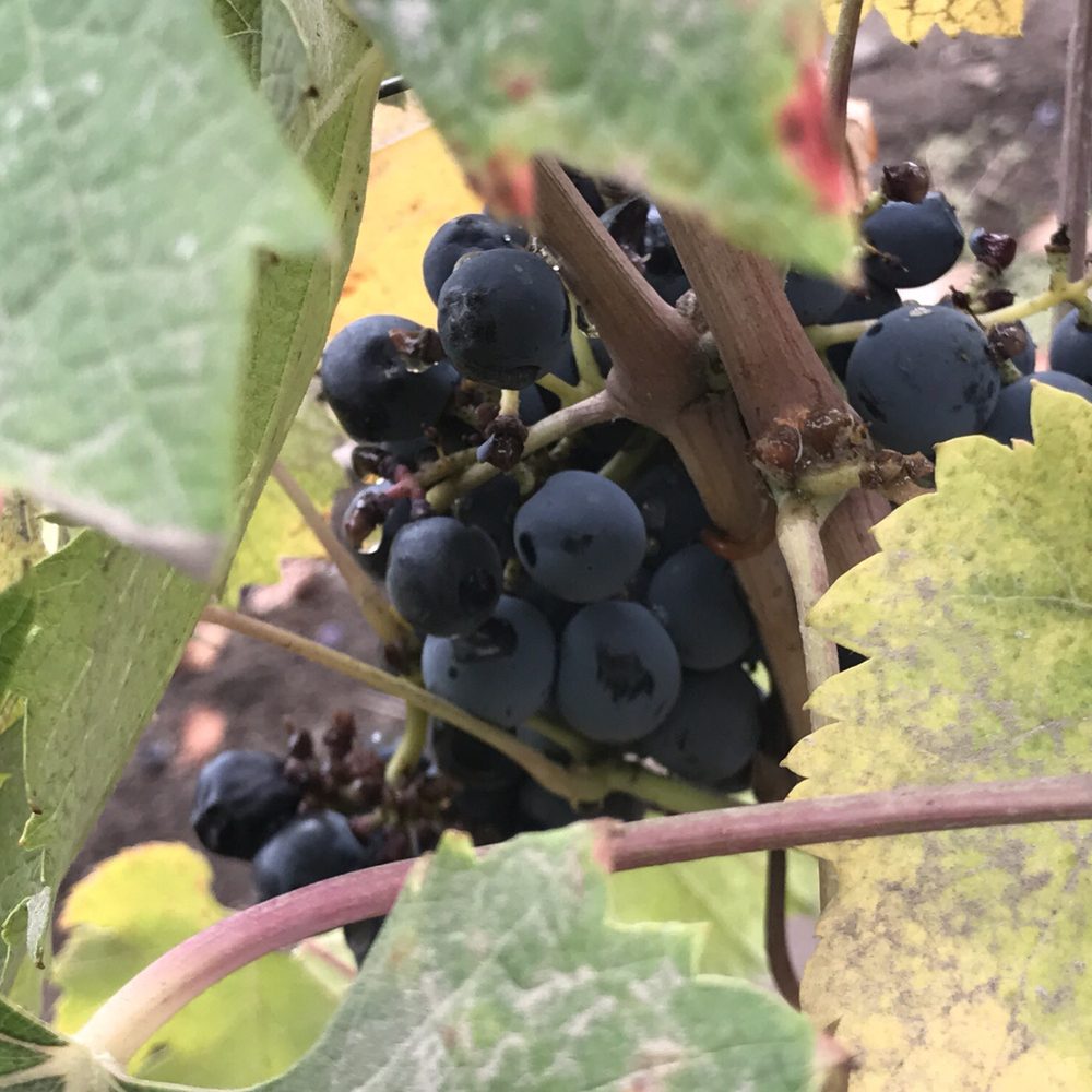 Concha y Toro - Grapes left after the harvest - Wineries Near Me - Pirque, RM Concha y Toro - Grapes left after the harvest - Wineries Near Me - Pirque, RM