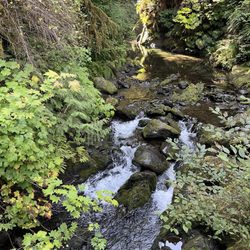 Quinault Rain Forest - Along the nature loop trail