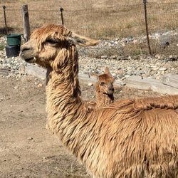 Alpacas By The Sea - Alpacas By The Sea