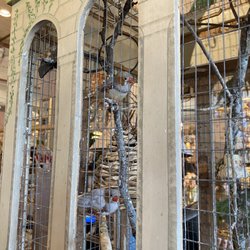Reinvented Upscale Resale - Added entertainment - a bird cage with real birds!