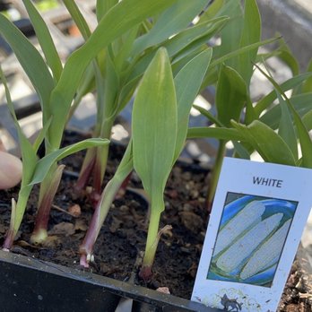 SummerWinds Nursery - Campbell - Gorgeous little corn plant - Nurseries & Gardening Near Me - Campbell, California SummerWinds Nursery - Campbell - Gorgeous little corn plant - Nurseries & Gardening Near Me - Campbell, California