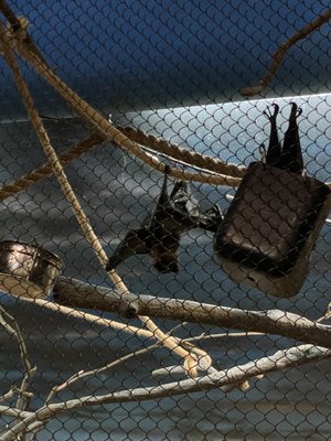 Staten Island Zoo by null