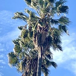 Harrison E J & Sons - Cats screaming in their trees because Great White Owls and Mexican Eagles bring them up there to torture them.