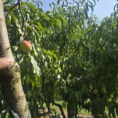 Indian Creek Farm by null