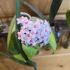 The Micro Garden gift card