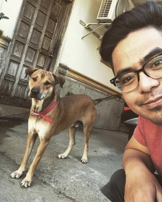 Dog sitting - Dog sitting