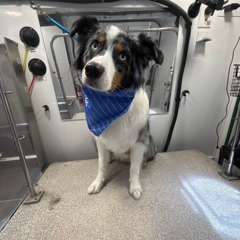 Barkbus Mobile Dog Grooming - The after photo - Pet Groomers Near Me Barkbus Mobile Dog Grooming - The after photo - Pet Groomers Near Me