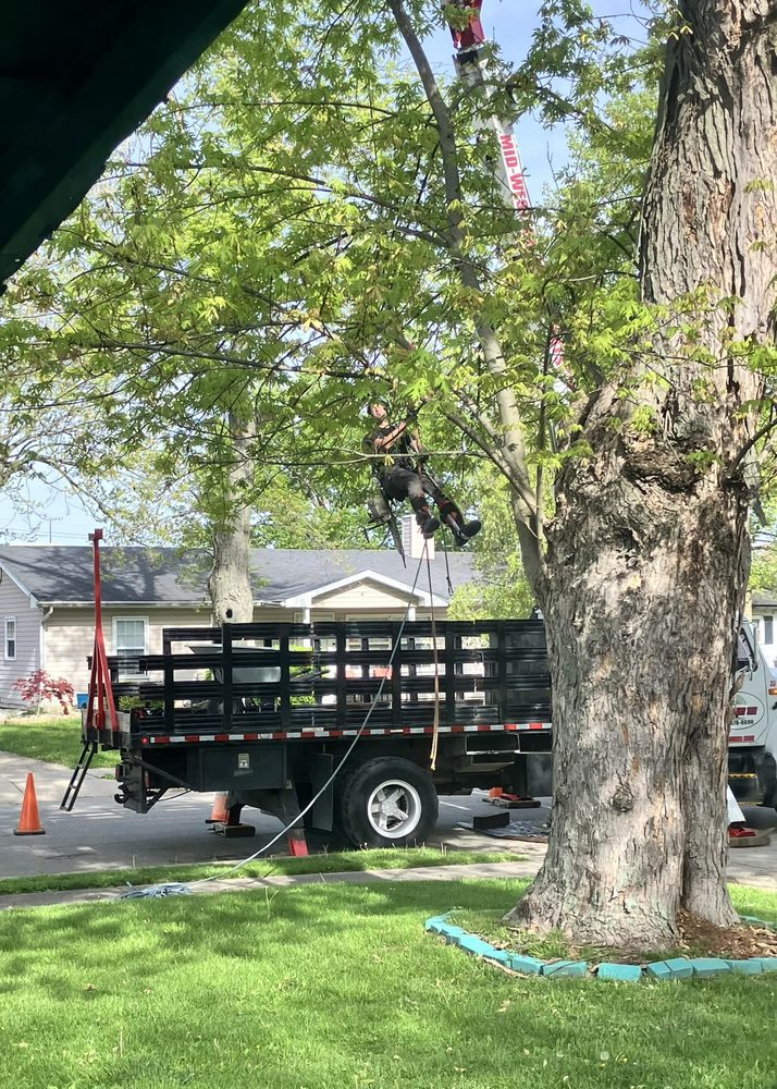 Arborist Professionals By Midwestern Tree Experts - tree service in Indianapolis, IN