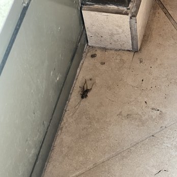 European Wax Center - Bugs :( - Waxing Near Me - Redlands, California