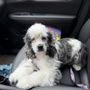 Photo of Corinth K-9 Pet Grooming Services