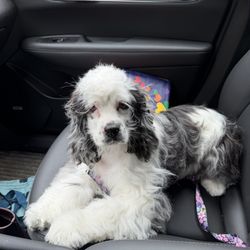 Corinth K-9 Pet Grooming Services - Noel fresh from the groomer!