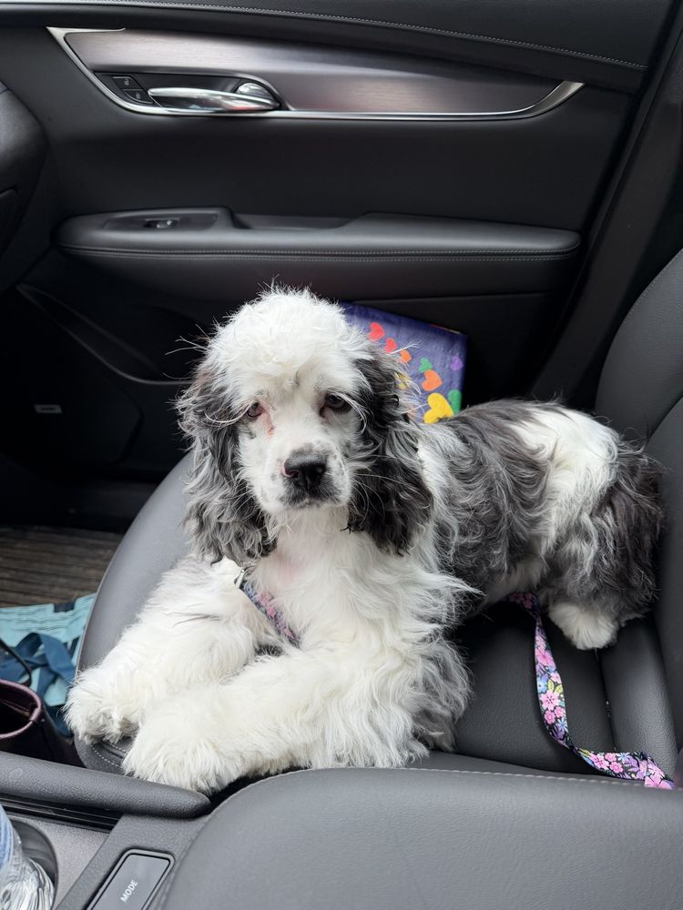 Corinth K-9 Pet Grooming Services - pet boarding facility in Corinth, NY
