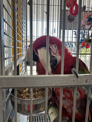 Canoga Discount Birds by null