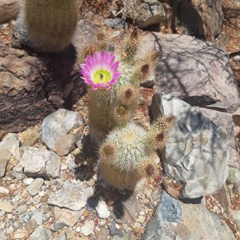 Arizona-Sonora Desert Museum - Museums Near Me - Tucson, Arizona