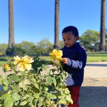 Averill Park - Rose garden - Parks Near Me - San Pedro, California