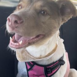 The Dog Stop