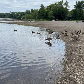 Wethersfield Cove - The geese - Lakes Near Me - Wethersfield, Connecticut